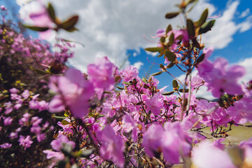 Beautiful spring mountains blooming pink maralnik wild rosemary Chuysky tract Altai Siberia Russia