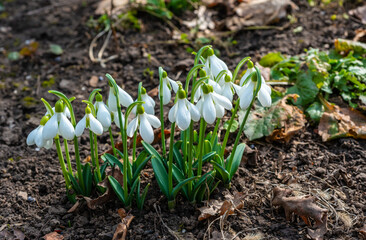 Galanthus elwesii (Elwes's, greater snowdrop) in the wild. Red Book Ukraine