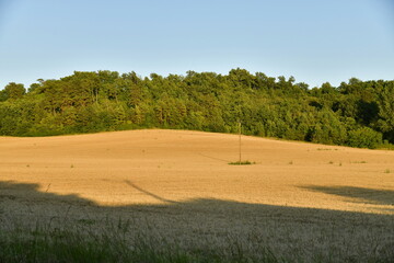 Plantation de blé devant un bois sur l'une des collines sous la lumière du coucher de soleil au...