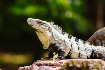 little iguana chilling on the stone wall at mayan Uxmal city