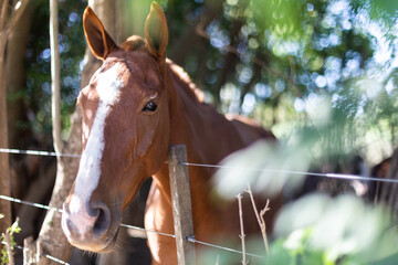 Young weanling horse behind the fence looking tired exhausted sleepy sad sick depressed alone...