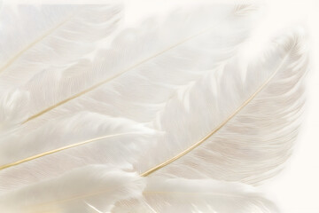 Beautiful white feather background - obrazy, fototapety, plakaty