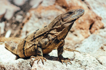 little iguana chilling on the stone wall at mayan Uxmal city