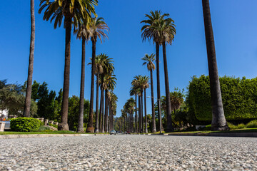 Los Angeles, California, USA, June 21, 2022: Palm trees street in Beverly Hills, Los Angeles.