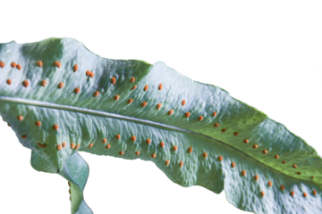Close-up of a Phlebodium fern blue frond bearing orange color sporangia