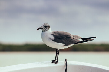 black passenger