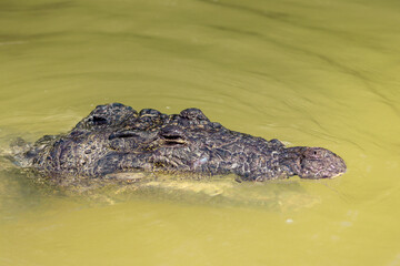 lil croco at Rio Lagartos, Yucatan