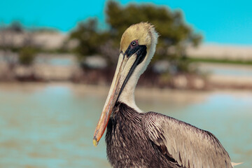 mr. pelican at Yucatan