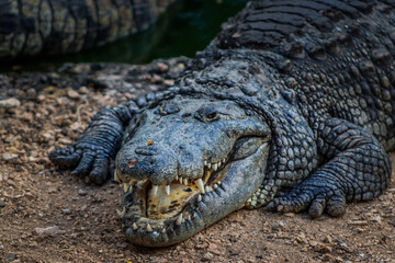 crocodile at Yucatan peninsula, Mexico