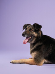 portrait of a beautiful dog with open mouth on lilac background. Mix of breeds. Happy Pet in the studio
