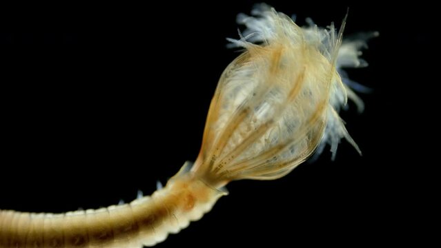 Worm Polychaeta, family Sabellidae under a microscope. Filter feeders, live in calcareous tubular shells. Possibly genus Euchone. Barents sea