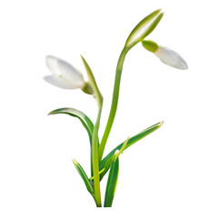 Spring snowdrops flowers with snow in PNG isolated on transparent background