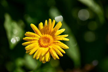 Close-up of a yellow marigold (Calendula officinalis) with raindrops on the petals.