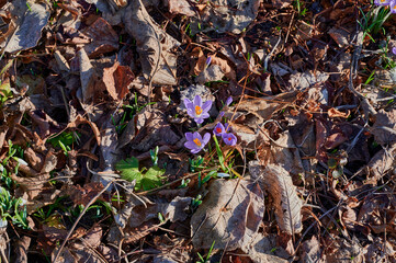 Lilac crocus between dry foliage in the sun.