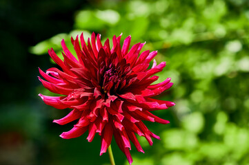 Close-up of a red dahlia in front of a green background.