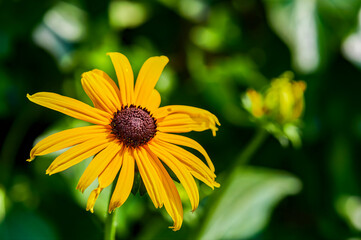 Close-up of a yellow coneflower (Rudbeckia fulgida) in front of a green background.