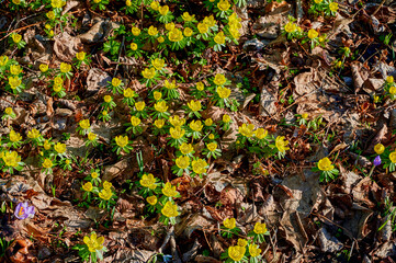 Yellow winter aconite (Eranthis hyemalis) between dry foliage.