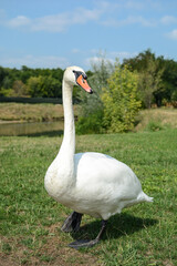 A white swan stands on green grass in the park against the blue sky. close-up of a swan