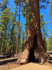 The California Tunnel Tree. The tunnel was carved through the tree in 1895 to allow horse-drawn stages to pass through in Mariposa Grove, Yosemite National Park, California, USA.