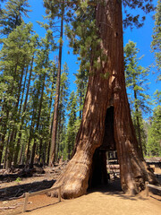 The California Tunnel Tree. The tunnel was carved through the tree in 1895 to allow horse-drawn...