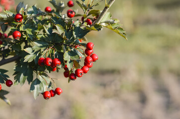 ripe red berries on a tree on a blurred background. harvest berries in autumn.