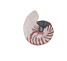 Seashell illustration Hand painted sea life clipart Gouache painting Colorful ocean creature, marine, nautical design element