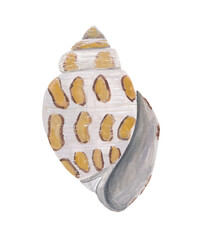 Seashell illustration Hand painted sea life clipart Gouache painting Colorful ocean creature, marine, nautical design element