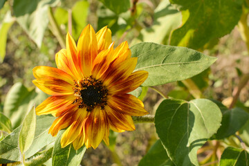Sunflower field. large sunflower in the foreground on the field.