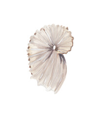 Seashell illustration Hand painted sea life clipart Gouache painting Colorful ocean creature, marine, nautical design element