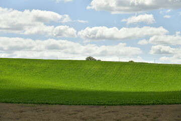 Contraste de vert entre la zone d'ombre et ensoleillée sur une colline aux environ de Vendoire au Périgord Vert 