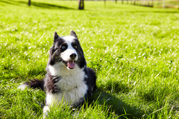 Siberian laika in autumn park. Dog on nature walk