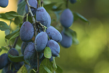 ripe blue plum on the branch of a plum tree on a blurred background of greenery . Prunus domestica, the European plum in the organic garden. Rich harvest, Selective focus, Copy space for your text © Olha Trotsenko