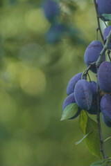 Ripe fruits. Prunus domestica, the European plum, ripe blue plum on the branch. Rich harvest, Macro, Selective focus, Copy space for your text