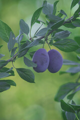 Ripe fruits. Prunus domestica, the European plum, ripe blue plum are hanging on a branch of fruit tree in the organic garden, Shallow depth of field