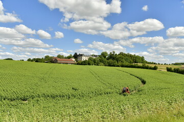 Champs de maïs encore vert sur l'une des collines devant le château de Vendoire au Périgord Vert 