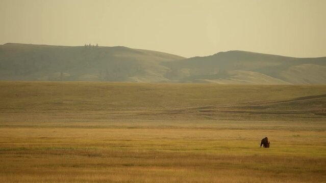 Lonely Colorado Prairie American Bison at Sunset