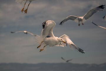 seagull in flight