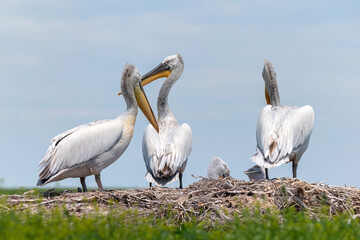 Dalmatian pelican or Pelecanus crispus on their nest colony
