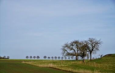 Gr&uuml;nes Landschaft Panorama mit Ackerfeld, H&uuml;gelwiese, B&auml;umen vor Baumreihe und blauem Himmel bei Sonne am Mittag im Winter