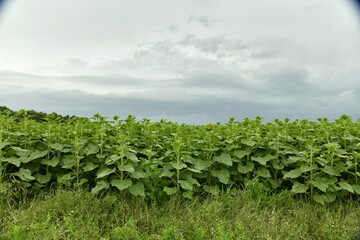 Fototapeta na wymiar Orage arrivant sur une plantation de tournesols pas encore en fleur au sommet d'une colline entre les bourg de Vendoire et Champagne au Périgord Vert 