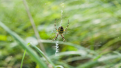 Wild naturalistic garden with wasp spider -  place for the insects in the longer grass.