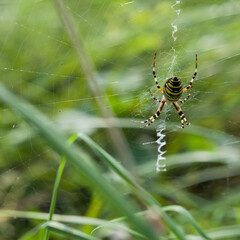 Wild naturalistic garden with wasp spider -  place for the insects in the longer grass.