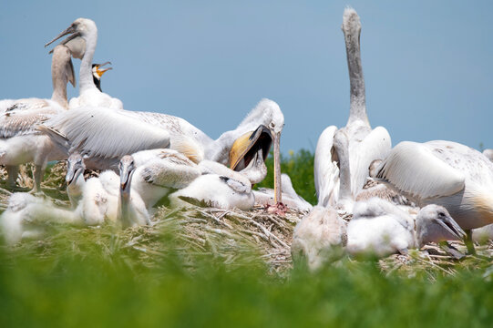 Dalmatian pelican or Pelecanus crispus on their nest colony