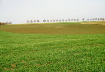 Grünes Landschaft Panorama mit Ackerfeldern vor Baumreihe und Himmel bei Nebel am Morgen im Winter