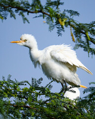 Cattle Egret preening the feathers sitting on a branch at evening