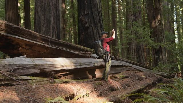 Caucasian Hiker in the California Redwoods Taking Pictures Using His Smartphone