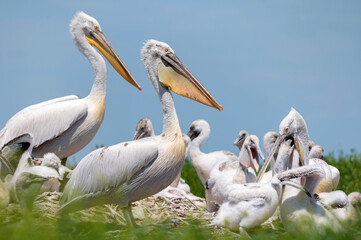 Dalmatian pelican or Pelecanus crispus on their nest colony