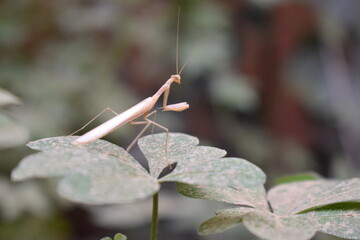 grasshopper (mantodea) on a leaf
