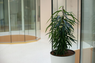 green potted plant in the office building near glass door