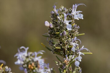 Salvia rosmarinus en flor, romero
